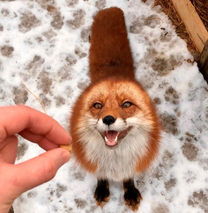 Woody the Fox