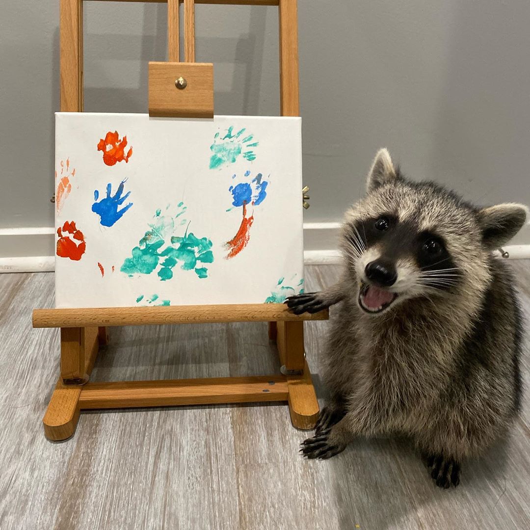 painting raccoon