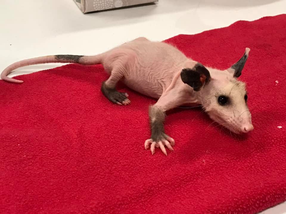 hairless opossum