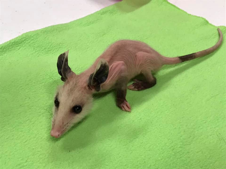 hairless opossum