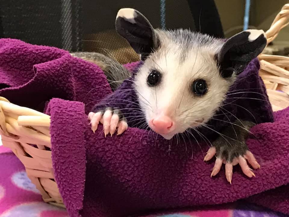 opossum in sweater