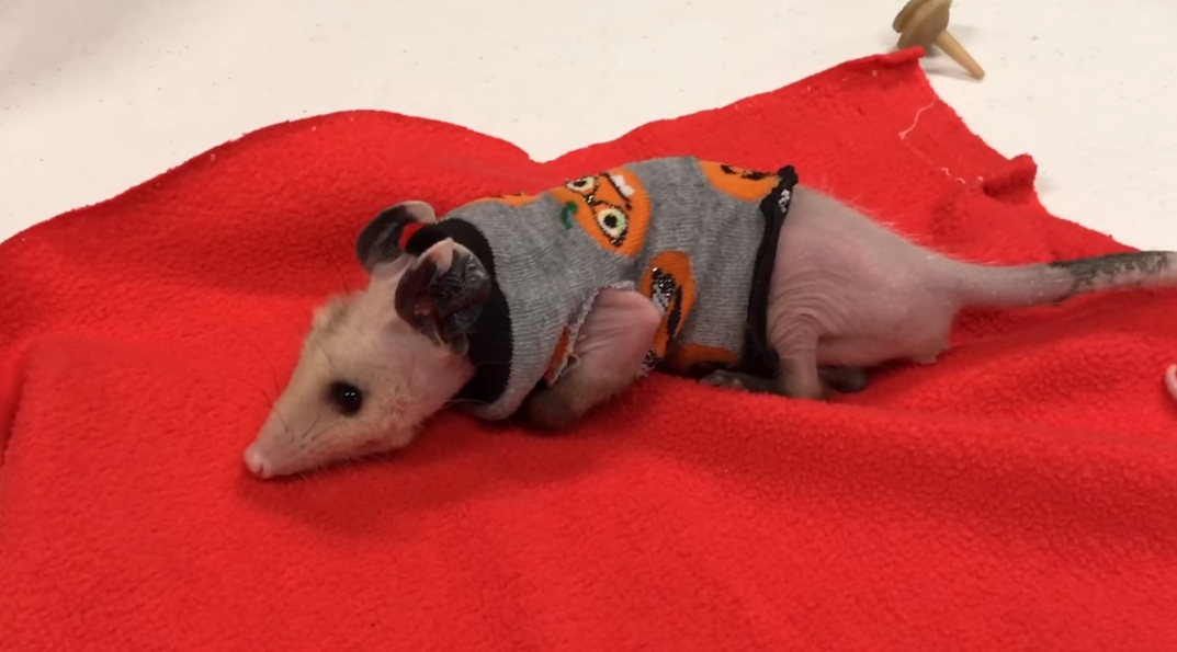 opossum in sweater