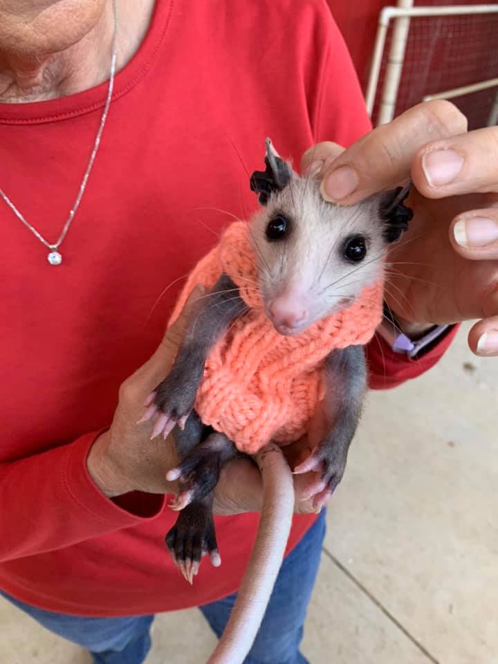 opossum in sweater