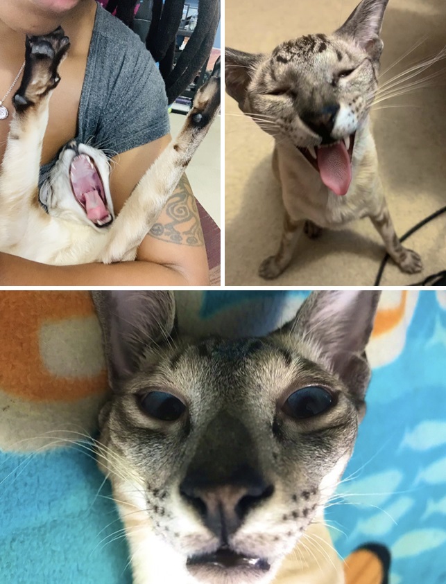 Unflattering pictures of cats