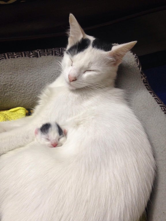 kitten sleeps on mom