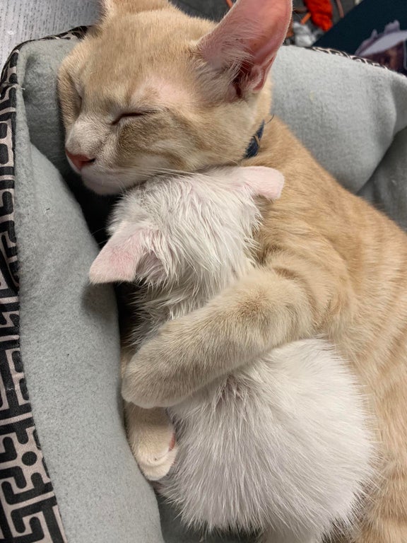 cats cuddle