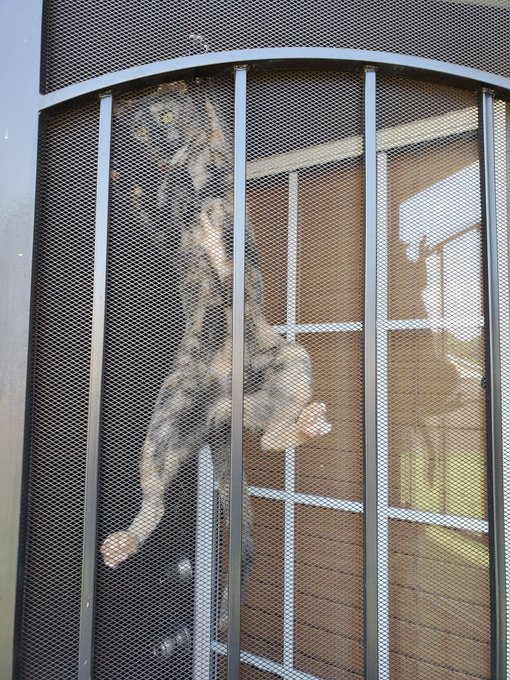 cat hanging on screen