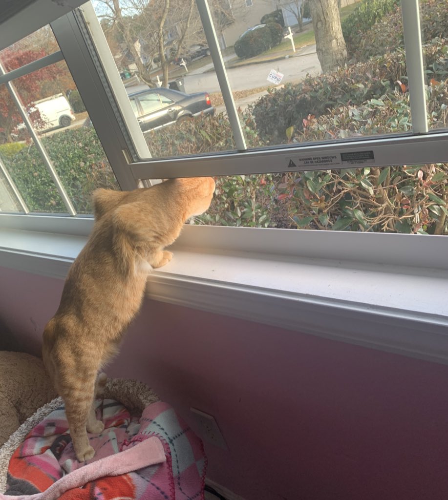 cat looking out window