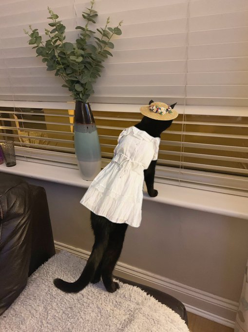 cat in dress and hat
