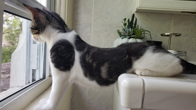 cat looking out window