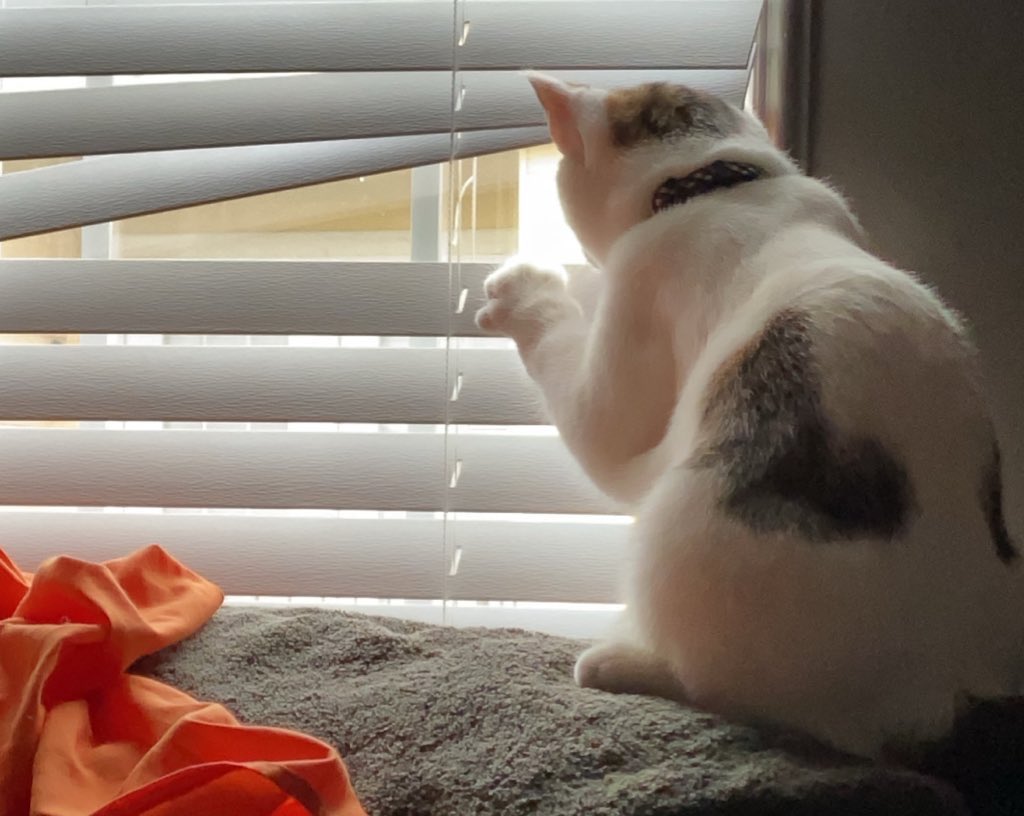 cat looking out blinds