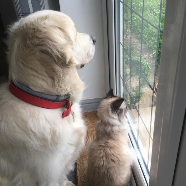 dog and cat looking out window