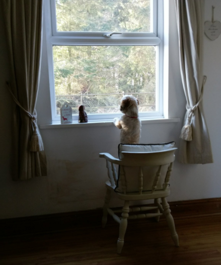 dog standing on chair