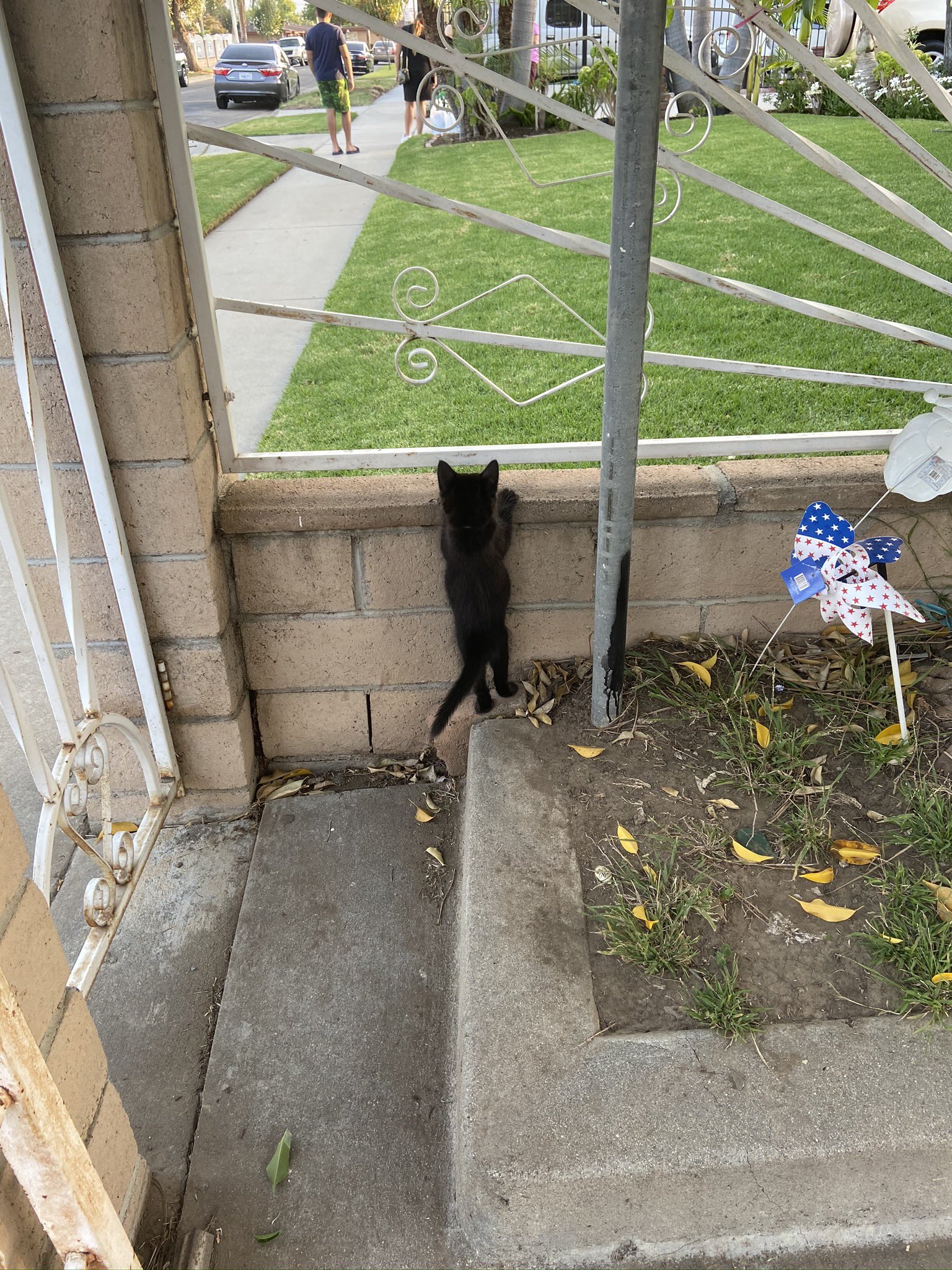 kitten peeking out at yard