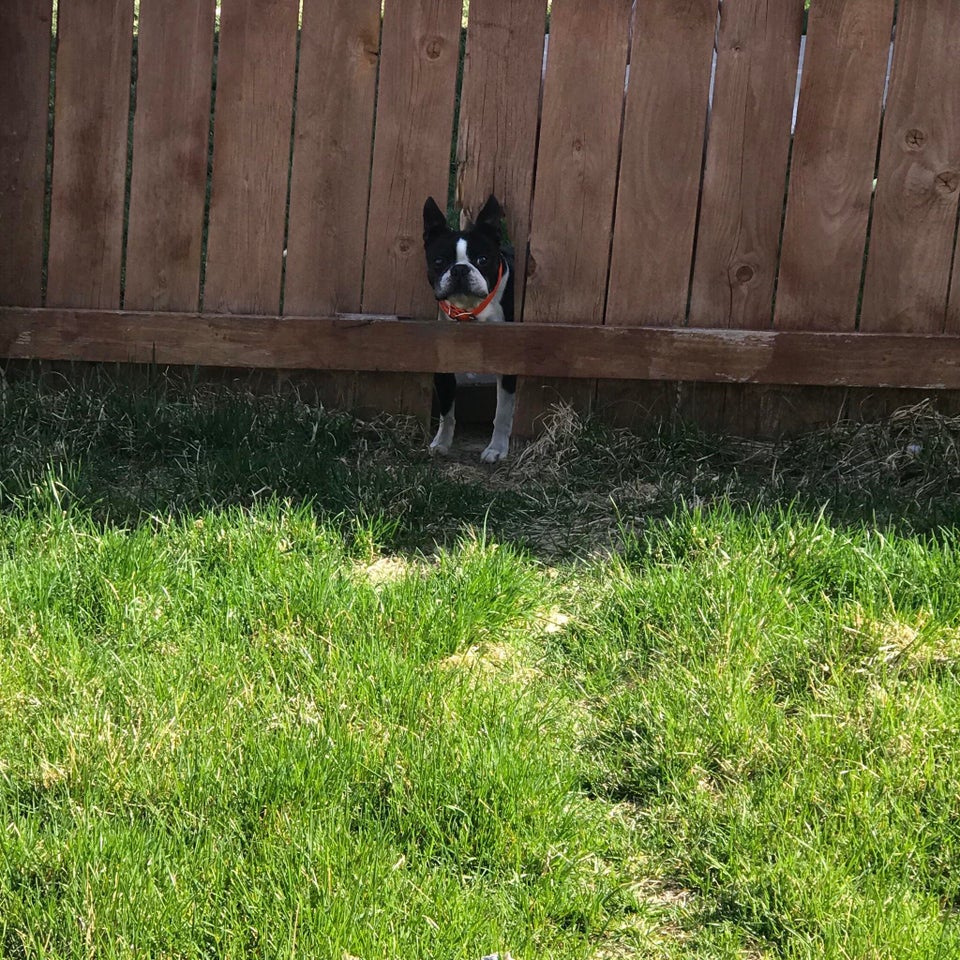 dog looking through fence