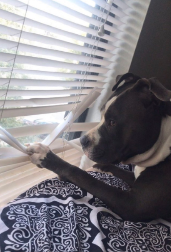dog looking out blinds