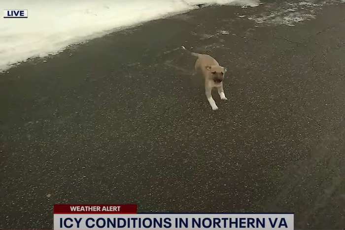 a puppy scampering about on a paved area above a news station caption that says "weather alert: icy conditions in Northern VA"