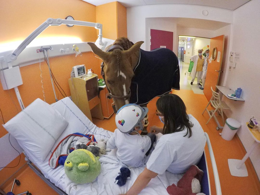 horse visits hospital patients