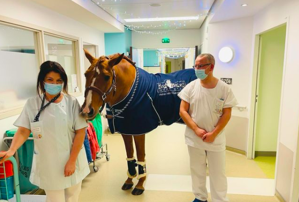 horse visits hospital patients
