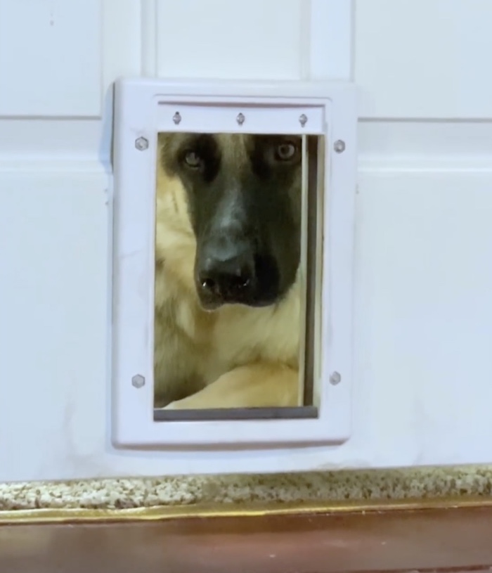 dog looking through doggy door
