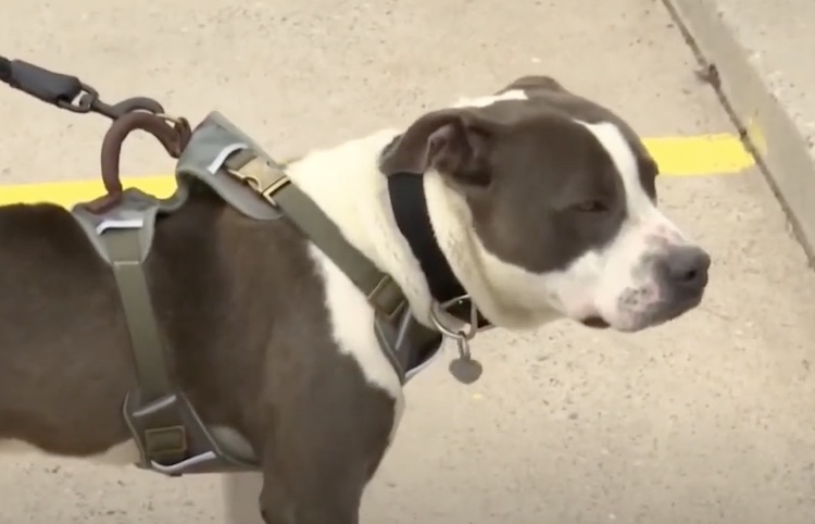 pit bull on a leash