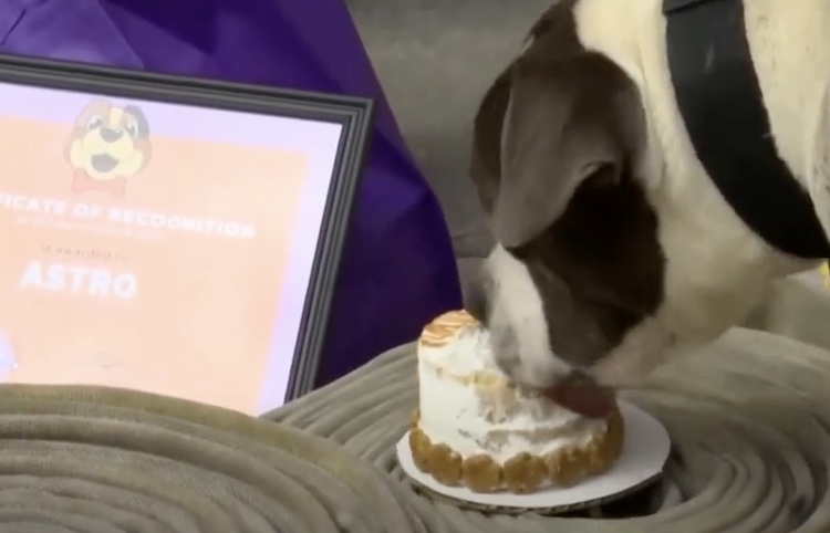 pit bull eating cake