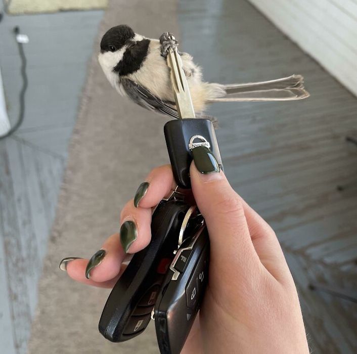 bird sitting on a key