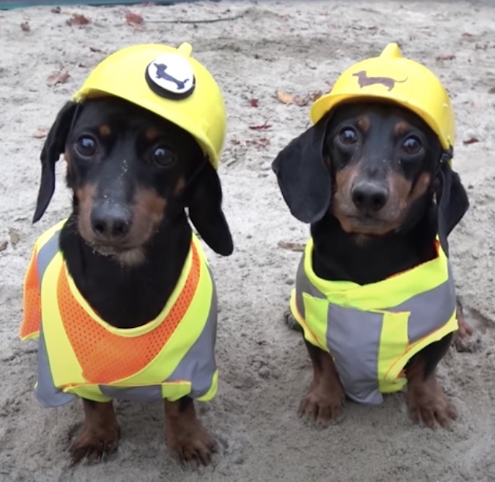 dachshunds in hard hats