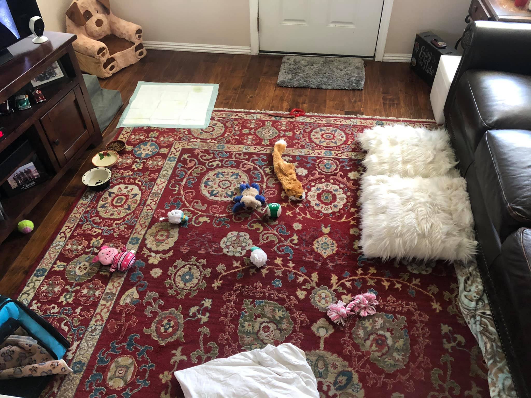 15 Dogs Who Have Mastered The Art Of Hiding In Plain Sight – InspireMore