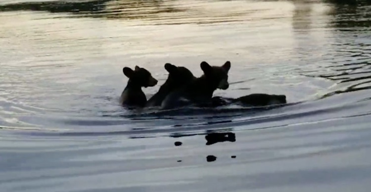 mama bear swimming with cubs