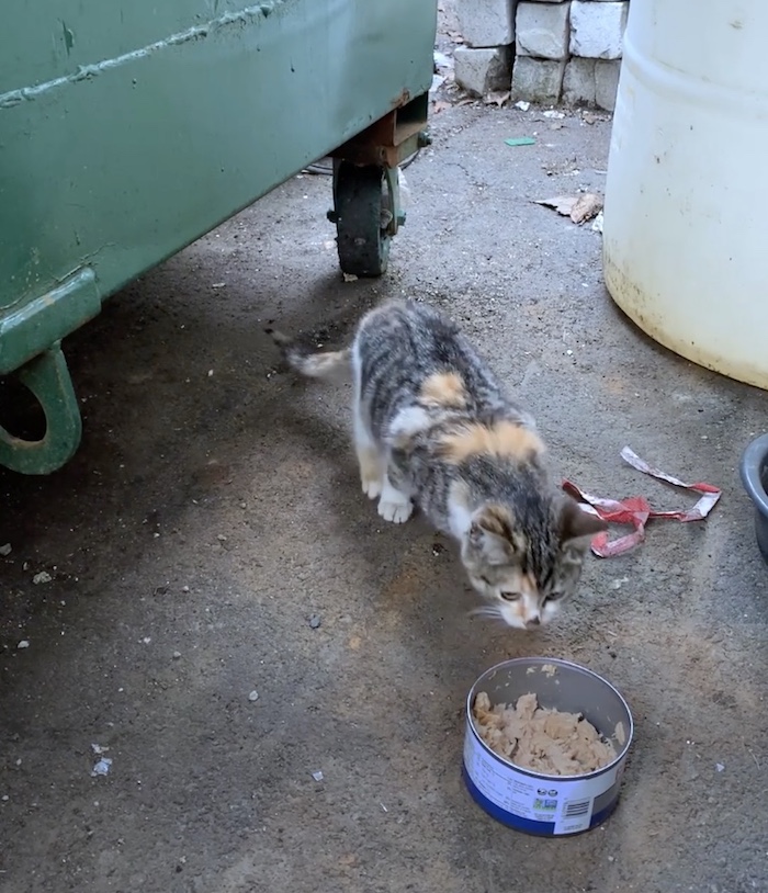 kitten eating outside