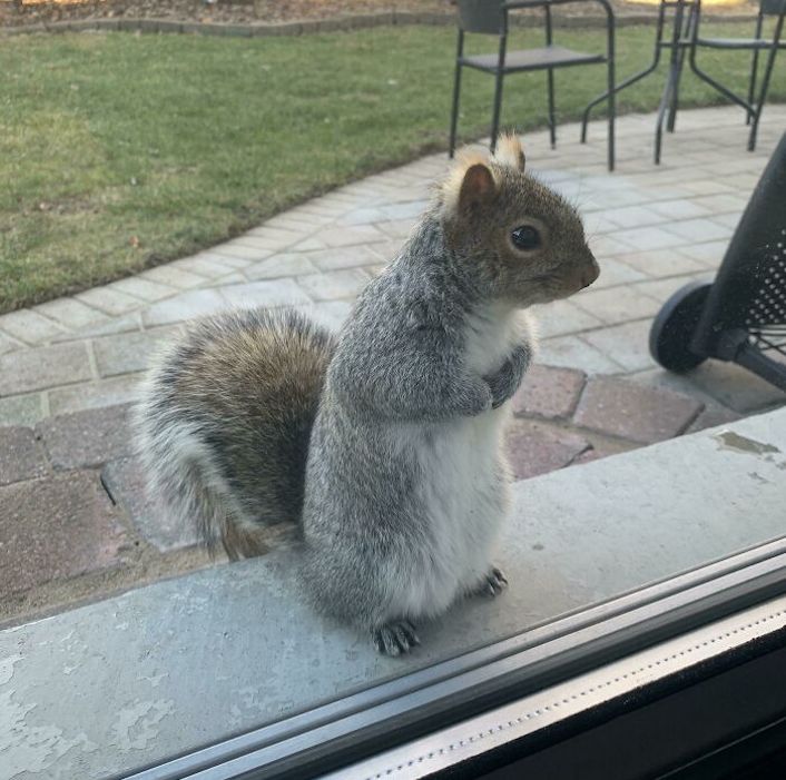 squirrel on a window sill