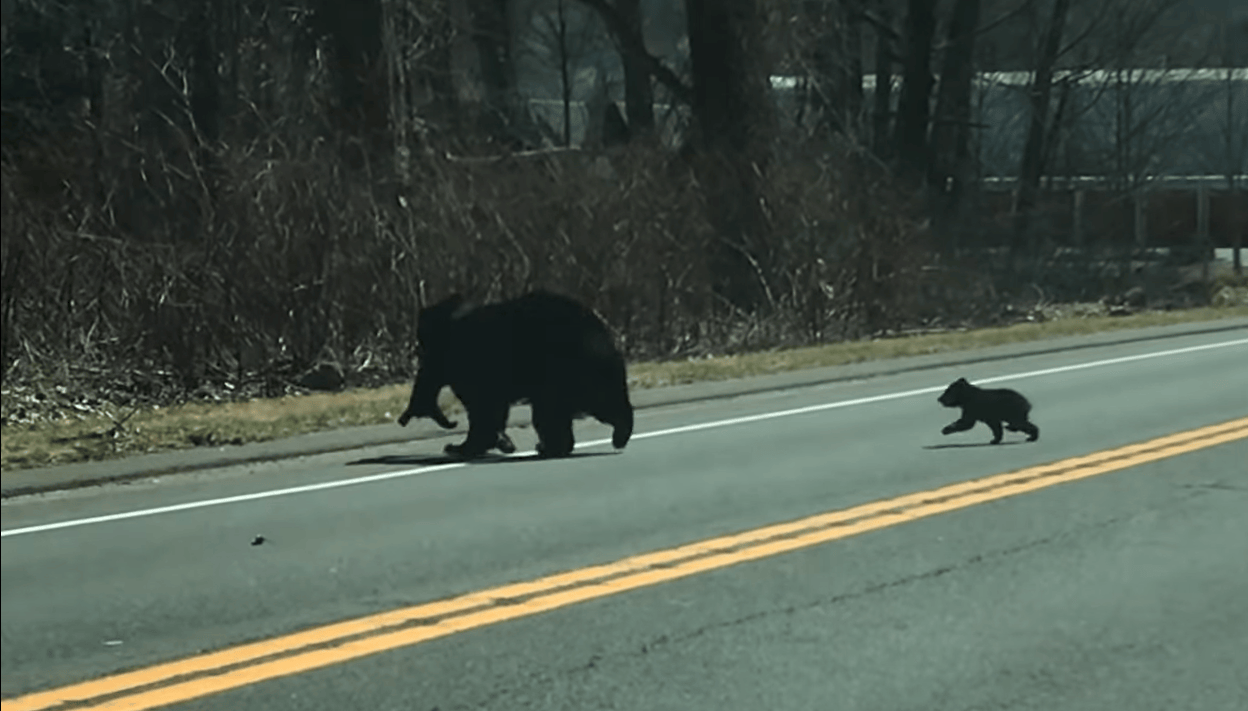 Patient Mama Bear Wrangles 4 Wriggly Cubs Across Busy Road. – InspireMore