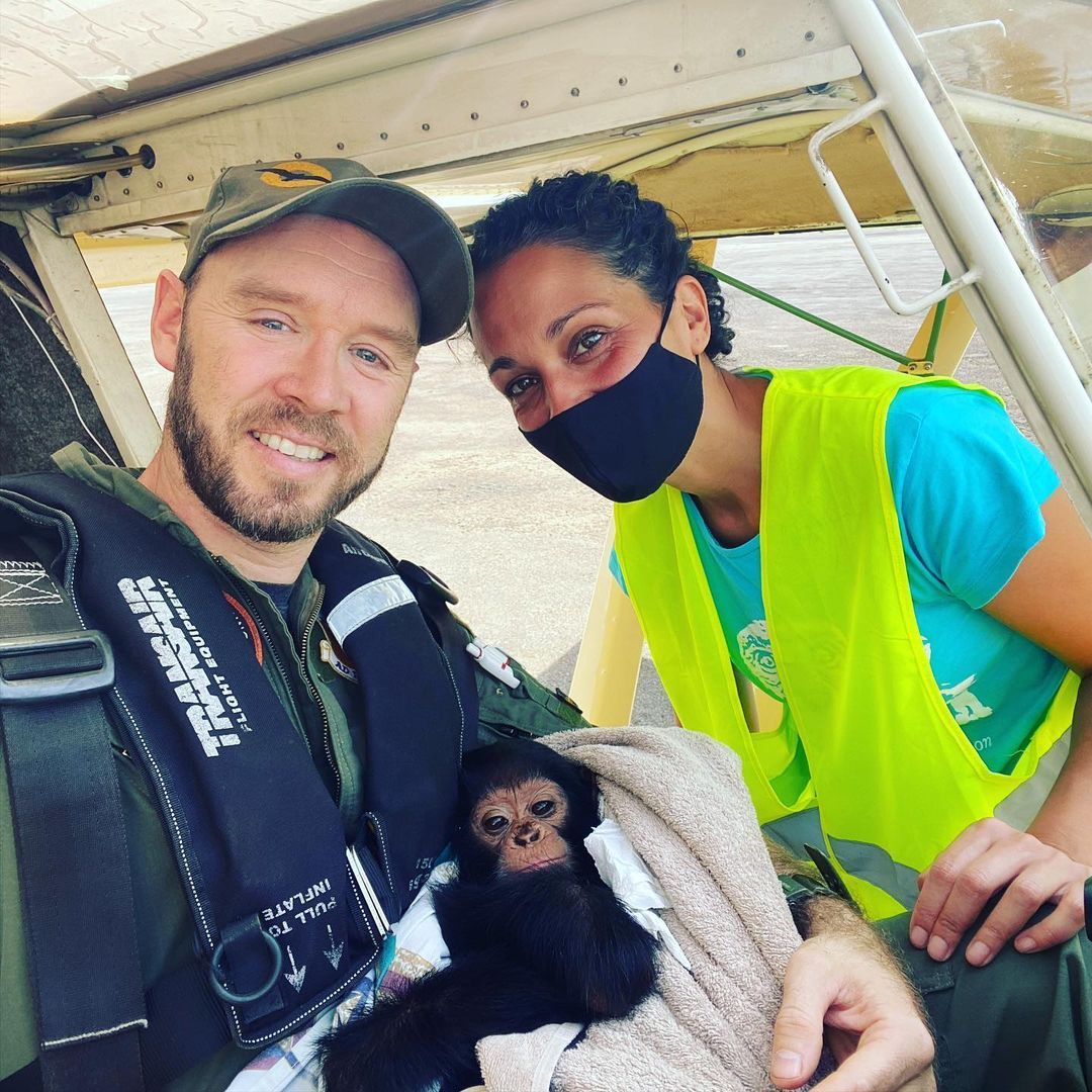 Orphaned Baby Chimp Snuggles Up To Hero Pilot On Freedom Flight To His ...