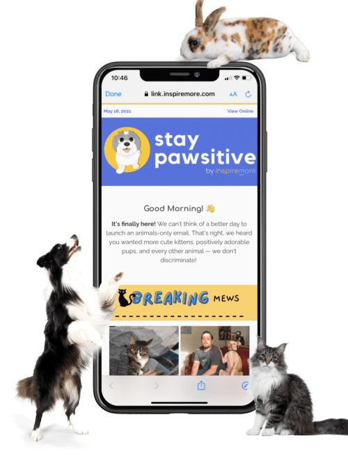 Stay Pawsitive animal email phone mockup