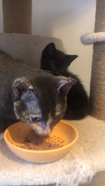 cat eating wet food with kitten behind it
