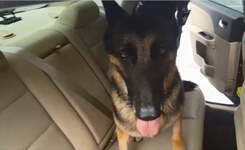 dog with tongue out in car