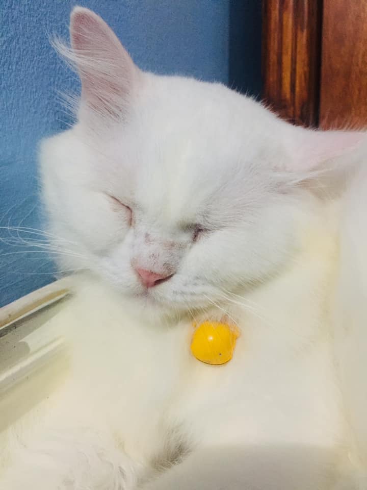 sleeping white cat
