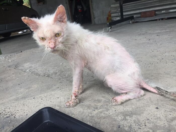 malnourished cat named MeiMei