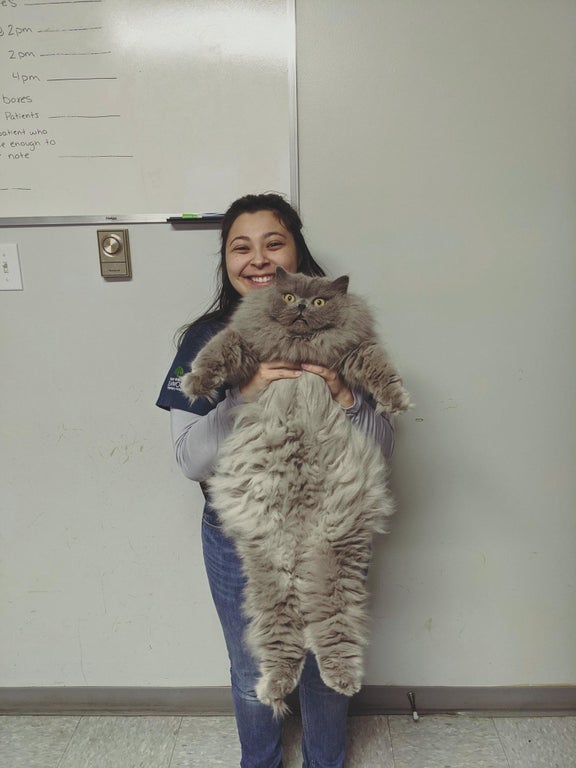 vet holding giant cat