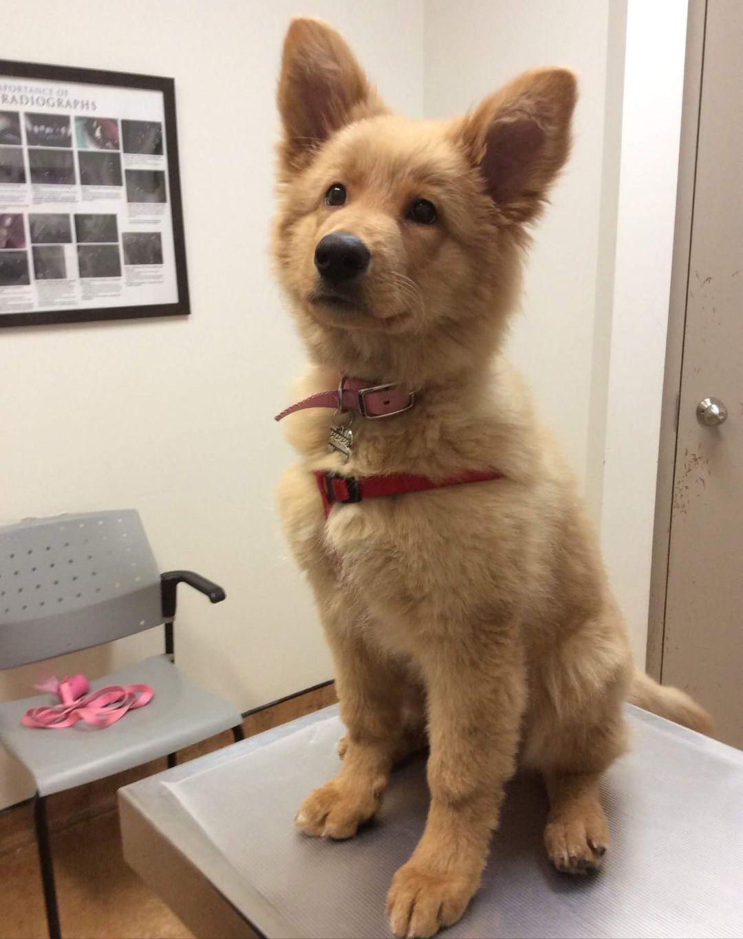 dog standing on vet examination table