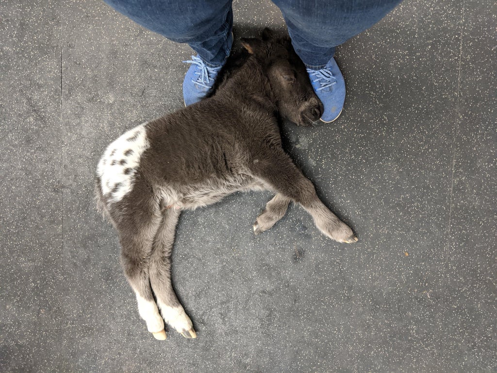 tiny horse sleeping on human's feet