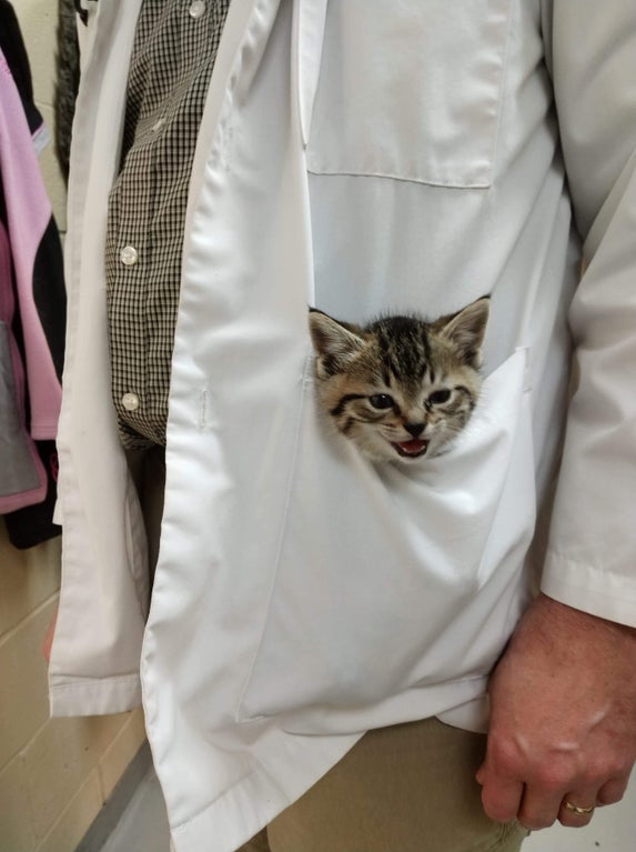 cat in person's pocket