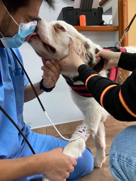 dog licks vet's face
