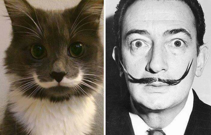 cat with fur that looks like mustache next to salvador dali
