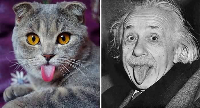 cat sticking out tongue next to albert einstein sticking out tongue