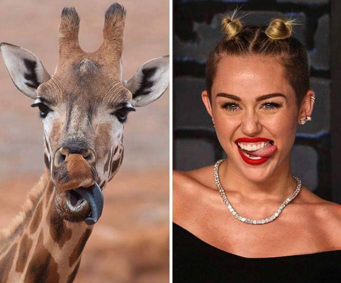 giraffe sticking out tongue next to miley cyrus sticking out tongue