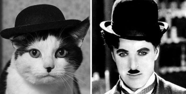 cat wearing hat next to charlie chaplin wearing hat