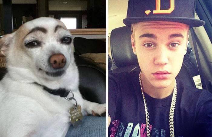 dog with drawn eyebrows next to justin bieber