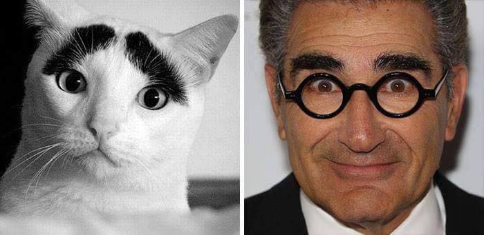 cat with thick eyebrows next to eugene levy